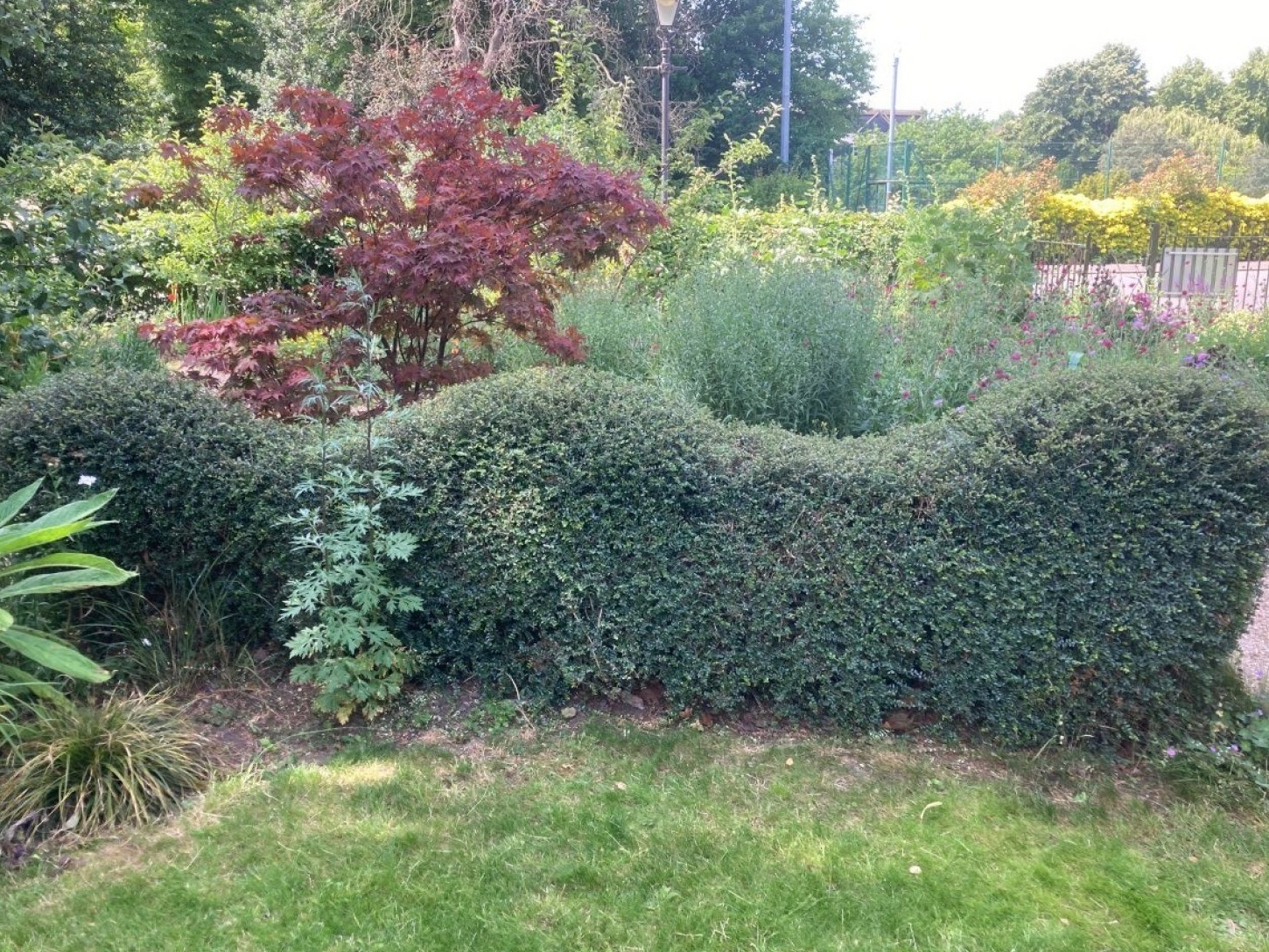 Professional Hedge Trimming